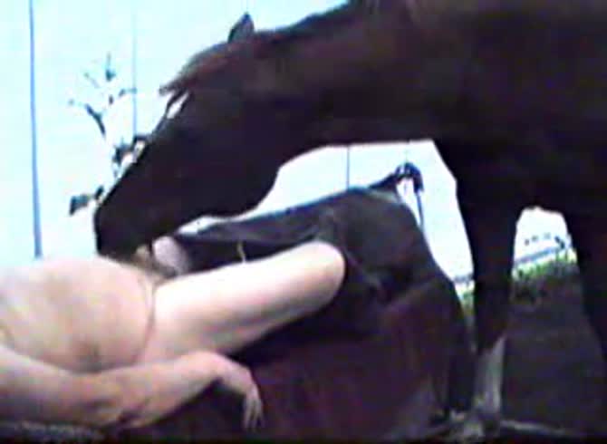 Video :Horse sucking the cock of a nasty gay